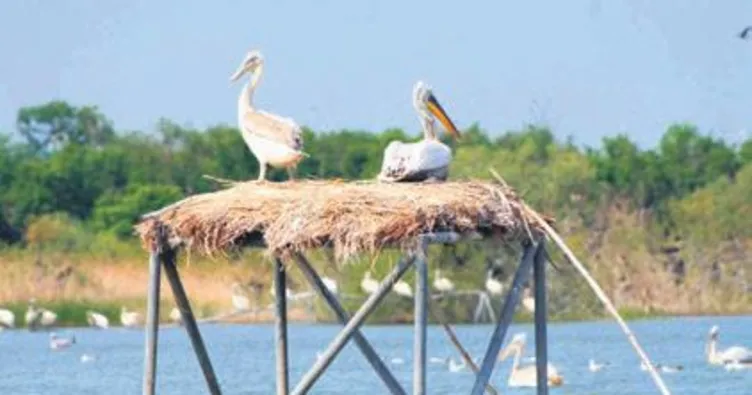 Kuş cennetinde üreme zamanı