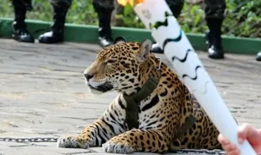 Rüyada jaguar görmek ne anlama gelir?