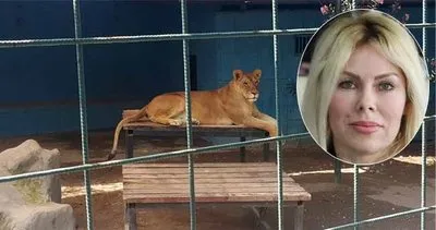 Hayvanat bahçesinde korkunç olay: Aslanla selfie çekmek isterken canından oluyordu