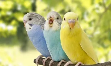 Muhabbet Kuşu Nasıl Konuşturulur ve Eğitilir? Erkek Ve Dişi Muhabbet Kuşları Konuşturma Teknikleri