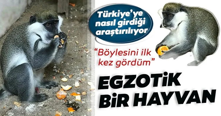 Sahibinin terk ettiği tropikal maymun bahçede yakalandı