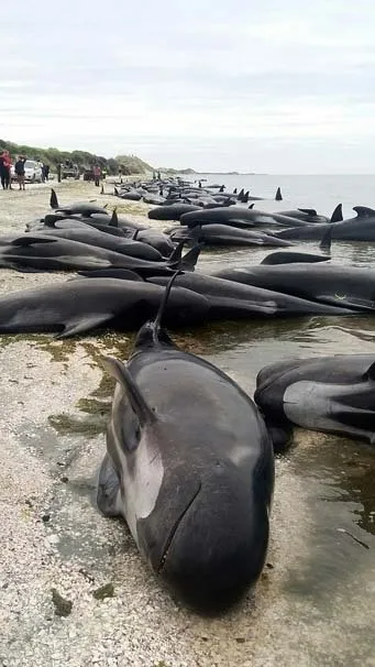 Yeni Zelanda’da yüzlerce balina telef oldu