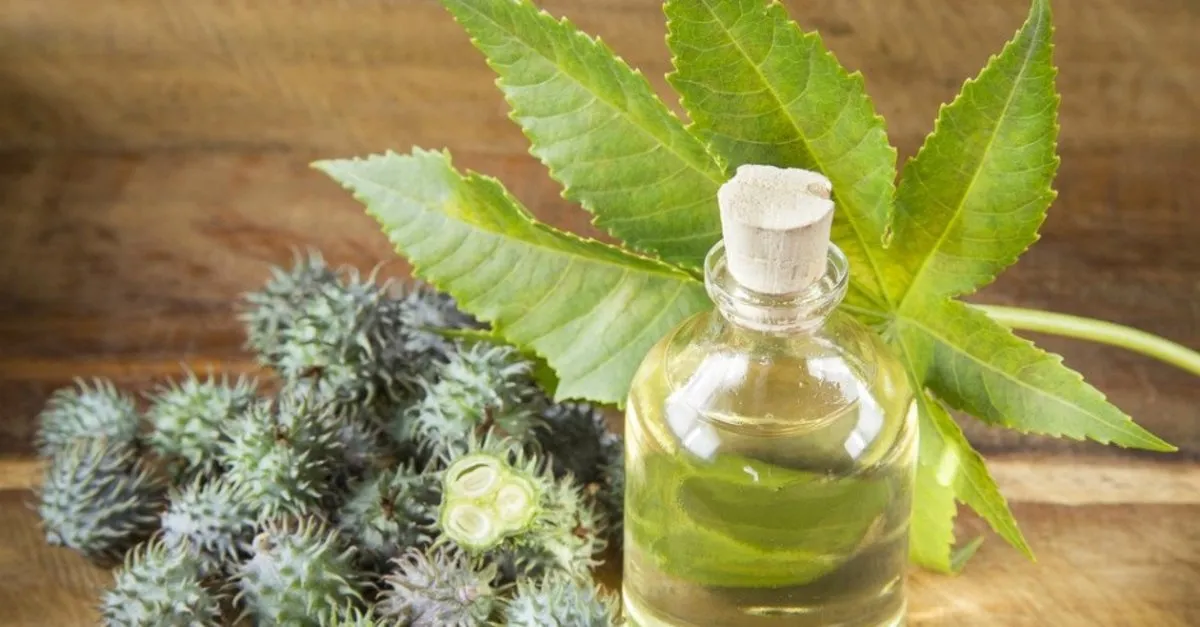 hint yagi faydalari nelerdir hint yagi ne ise yarar hint yaginin saca ve cilde faydalari nelerdir saglik haberleri