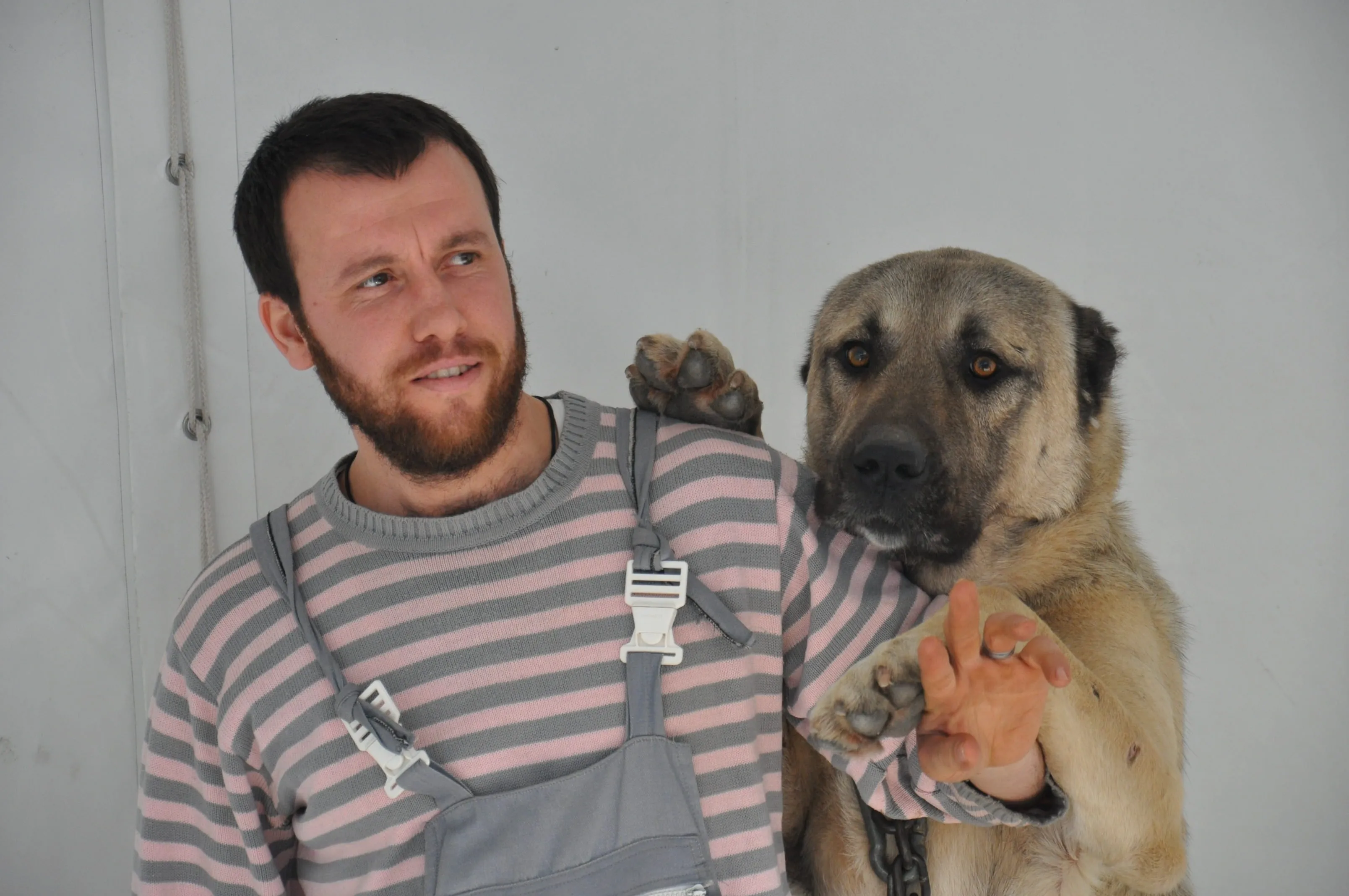 Kangal Yavrulari Adeta Kapisildi Fotohaber Yasam