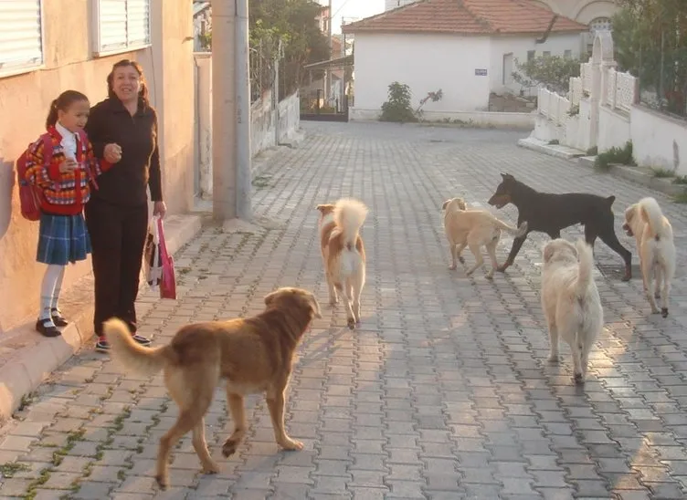 İstanbul Valiliği’nden 39 ilçeye sokak köpeklerini toplayın talimatı!