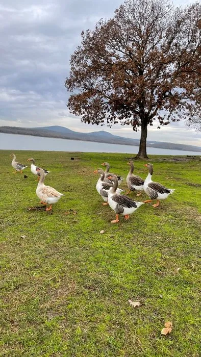 Yasemin Özilhan doğayla iç içe! Yasemin Özilhan ailesi ve arkadaşlarıyla doyasıya bir gün geçirdi!