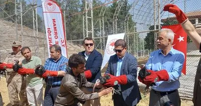 Şanlıurfa’da 30 kelaynak kuş göç etmek içim doğaya bırakıldı #sanliurfa