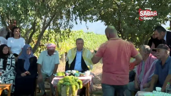 Cumhurbaşkanı Erdoğan üzüm hasadı yaptı | Video