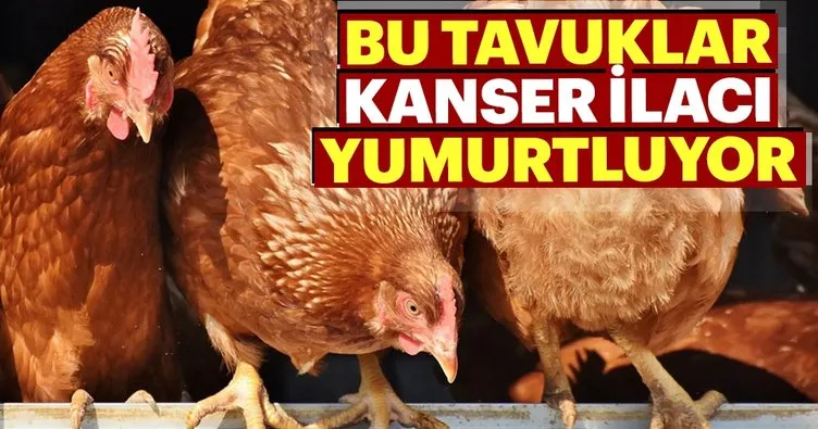 Bu Tavuklar Kanser Ilaci Yumurtluyor Sabah