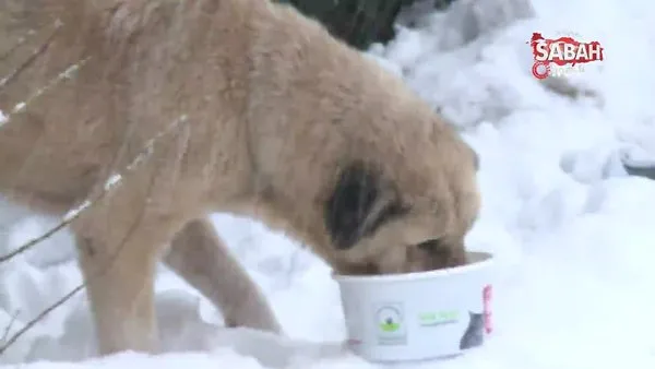 Belediye Başkanı Dündar, karda aç kalan köpekleri elleriyle besledi