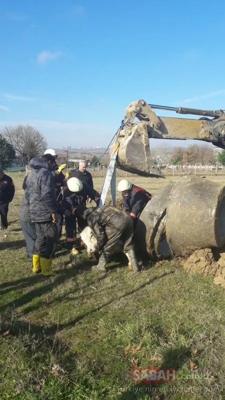 Silivri’de rögara düşen danayı bakın nasıl kurtardılar
