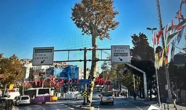 İBB Beşiktaş’taki 150 yıllık anıt çınarı yok etti