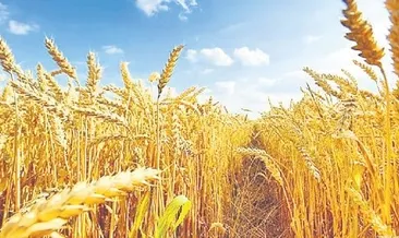 Buğday üretimini ikiye katladılar