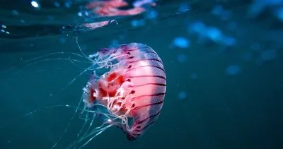 Pusula denizanası nedir, zehirli mı? Çanakkale’de görülen pusula denizanası özellikleri ve yan etkileri