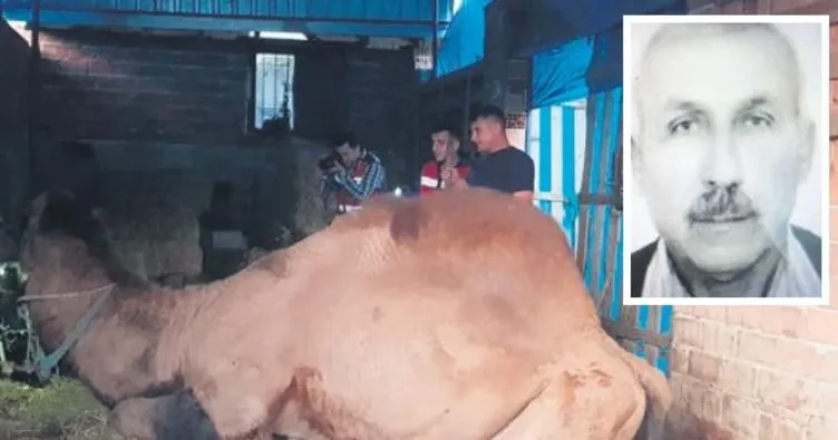 Güreşçi deve sahibini öldürdü