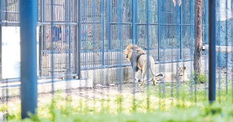 Tarsus Hayvan Parkı’nda hayvanların ömrü uzuyor