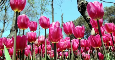 İstanbul’da lale devri!