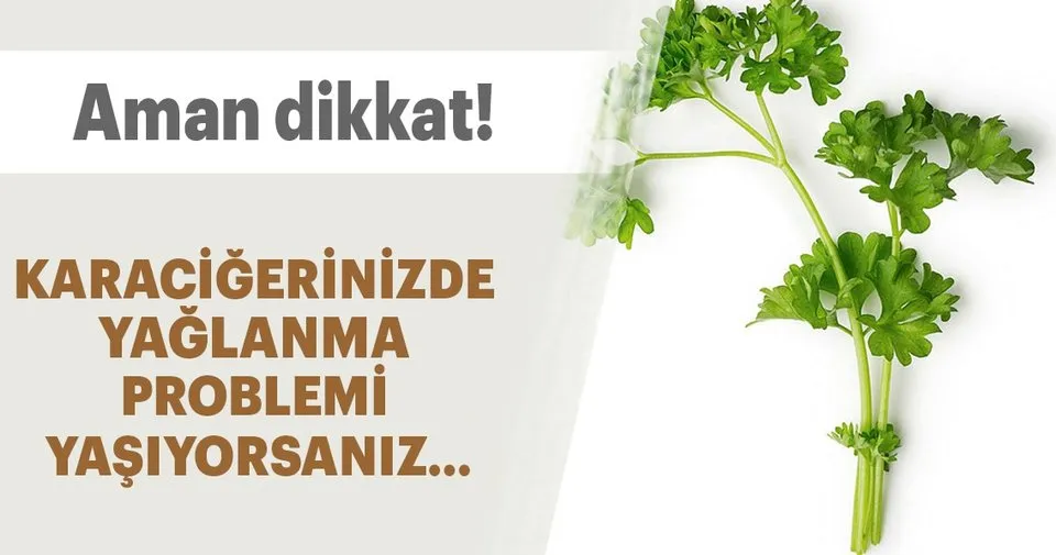 Karaciger Yaglanmasina Maydanoz Kuru Saglik Haberleri