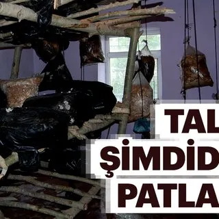 Evinde istiridye mantarı yetiştiriyor