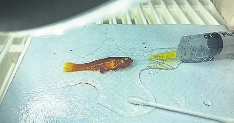 Bir gramlık Japon balığına ameliyat