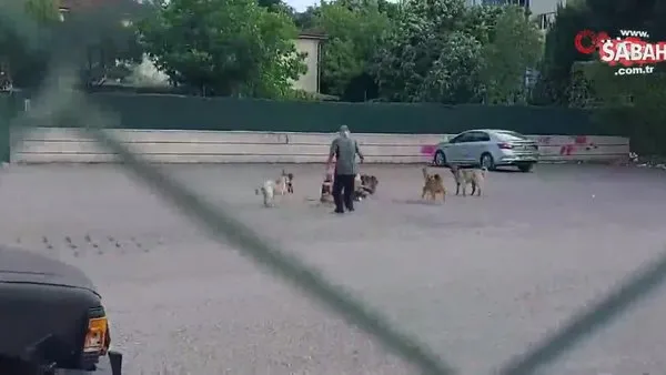 Sokak ortasında 10 köpeğin saldırısına uğradı: O anlar kamerada | Video