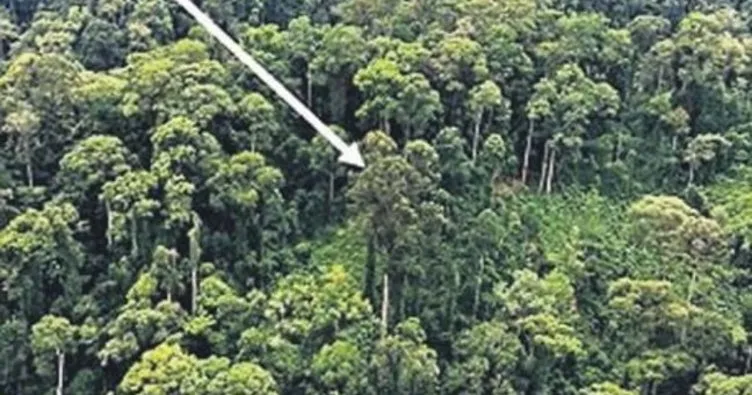 Malezya’da dünyanın en uzun tropikal ağacı bulundu