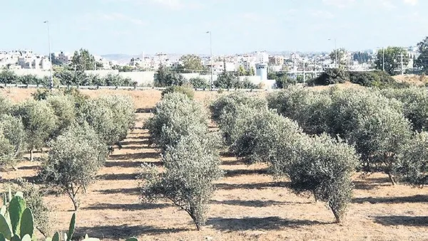 kesilen-her-zeytin-agaci-anka-kusu-gibi-yeniden-filizleniyor-1737810630604.jpeg