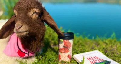 Kuzusu olmadan asla! Her şeyi birlikte yapıyorlar...