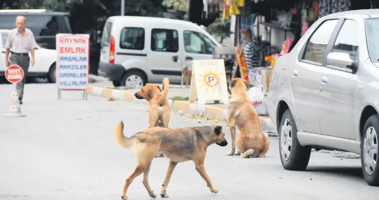 Mahkemeden flaş karar: Başıboş köpek güvenlik sorunu toplamak devletin görevi