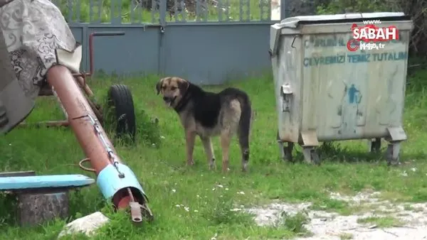 Çorum'da köpeklerin saldırdığı yaşlı kadını ölümden komşuları kurtardı