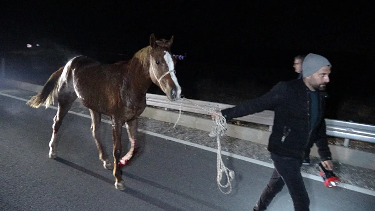 Malatya’da feci olay: Milyonluk taylar karayolunda telef oldu! Malatya’da feci olay: Milyonluk taylar karayolunda telef oldu!