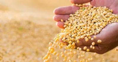 Severek tükettiğimiz bu besinin hormonları bozduğu ortaya çıktı