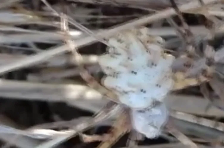 Bir ilimizde daha ortaya çıktı: Dünyanın en tehlikeli örümceği!