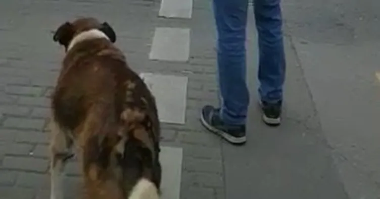 Köpekten insanlara trafik ışığı dersi kamerada