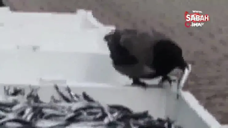 Karganın hamsi keyfi kamerada | Video