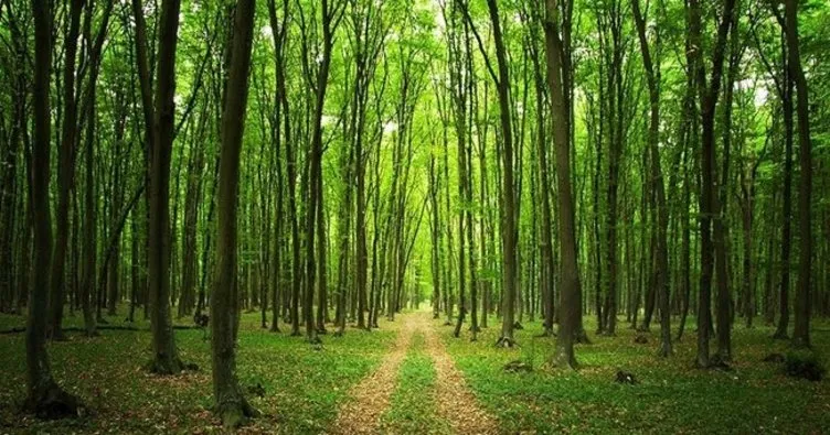 Orman Genel Müdürlüğü açıkladı! Yanan ormanlar 3 yöntemle ağaçlandırılacak