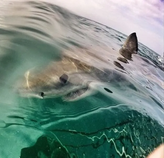 Dünyanın en vahşi köpekbalığı
