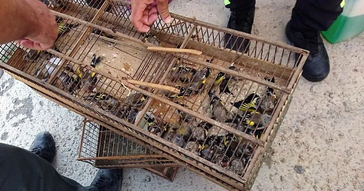 Koruma altındaki kuşları yakalayan kişiye 132 bin lira para cezası