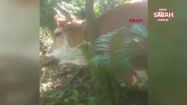 Zonguldak'ta şaşkına çeviren olay! Ağaçta asılı kalan ineğin kurtarılma anı kamerada