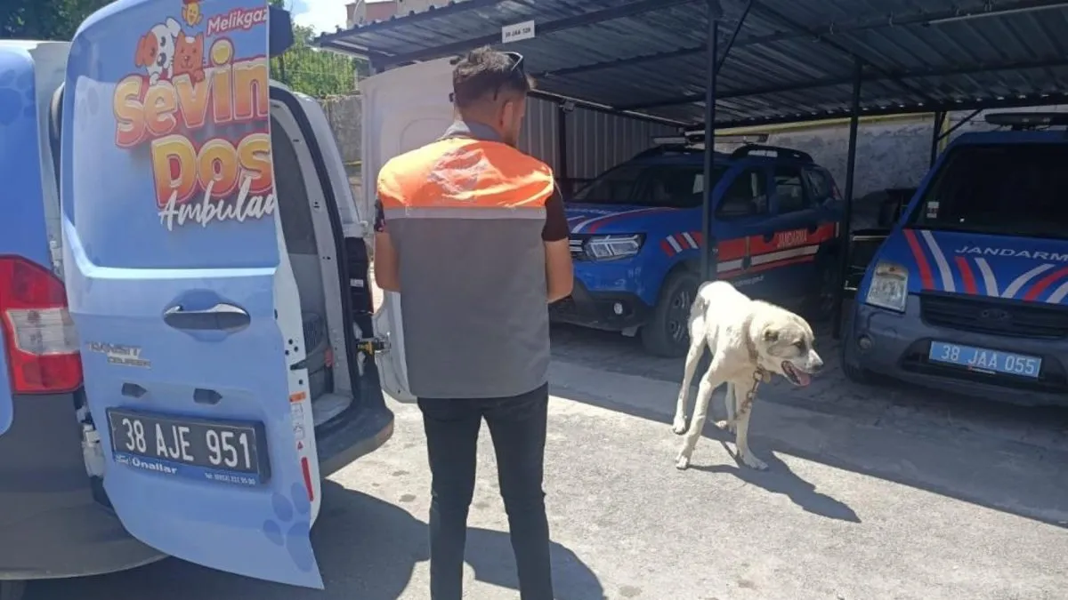 Köpeği otomobile bağlayarak çektiren şahsa ceza! Köpeği otomobile bağlayarak çektiren şahsa ceza!