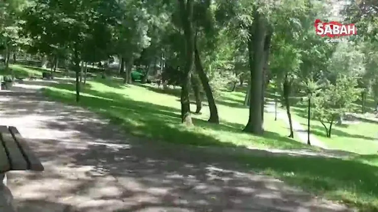 İBB ağaç katliamına devam ediyor | Video