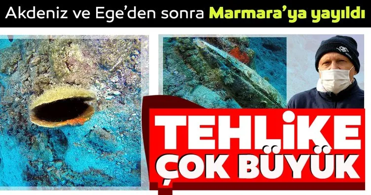 Son dakika haberi: Uzmanlar ’denizdeki tehlike’ye dikkat çekiyor! Akdeniz ve Ege’den sonra Marmara Denizi’nde başladı...
