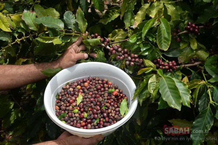 Türkiye�de ilk kez kahve meyvesi üretti! Ekonomi Haberleri
