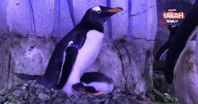 Akvaryum’da 2. bebek penguen de dünyaya gözlerini açtı | Video