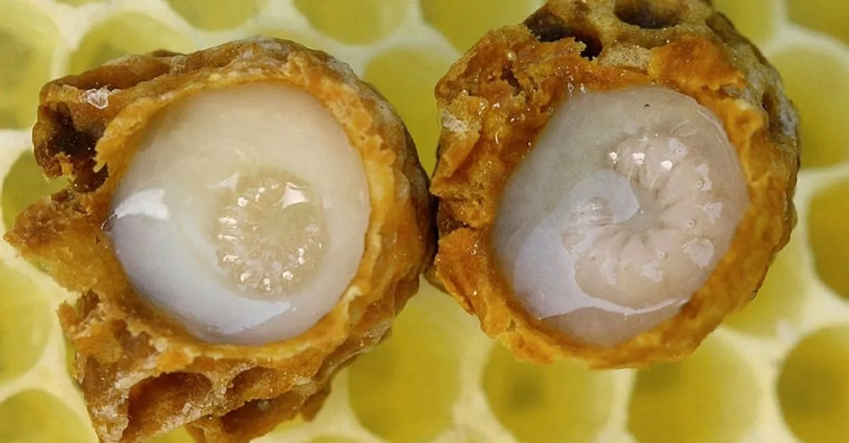 Ary Sutu Cocuda Nasyl Verilir