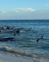Avustralya’da balinalar kıyıya vurdu! Ekipler kurtarmak için harekete geçti