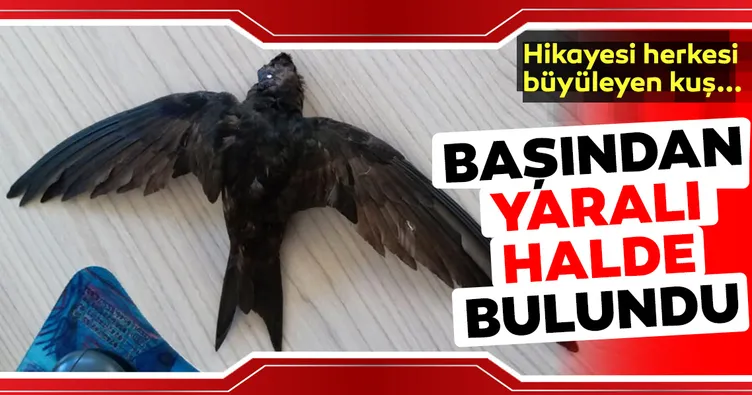 Yaralı bulunan ebabil tedavi edildi