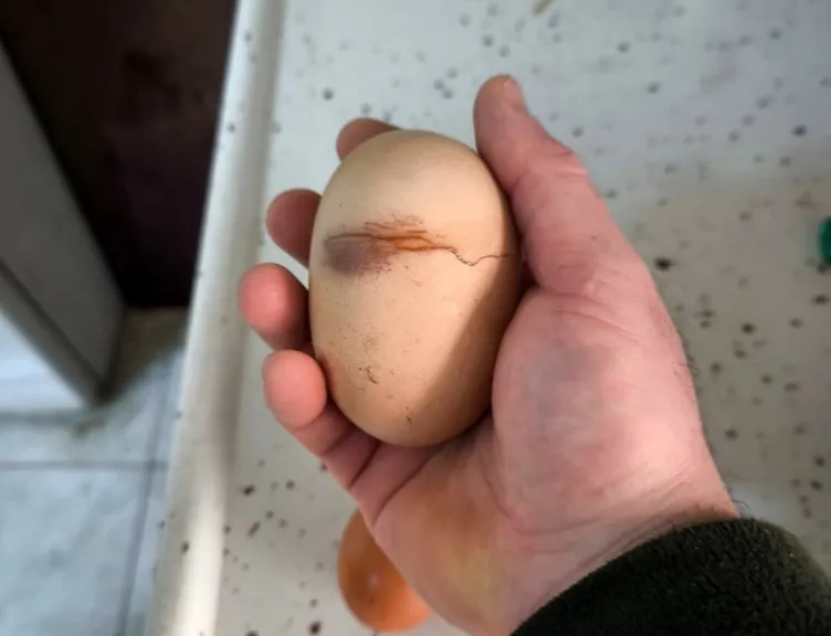 Yumurtayı kırdığında gözlerine inanamadı: İçinden bir yumurta daha çıktı!