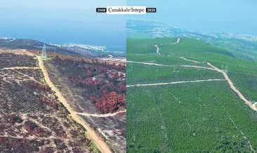 Ormanlarımız can buluyor! Tüm alanlar yeniden yeşillendiriliyor...