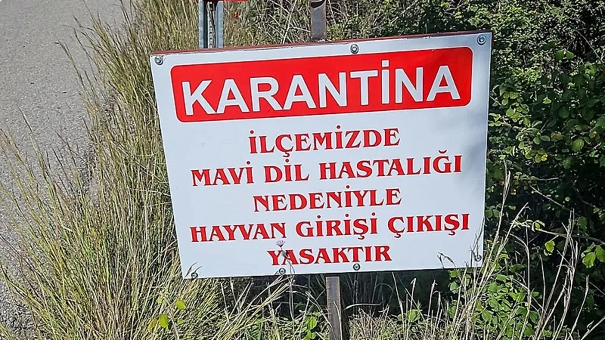 Muğla Datça'da mavi dil hastalığı alarmı: İlçe karantinaya alındı!